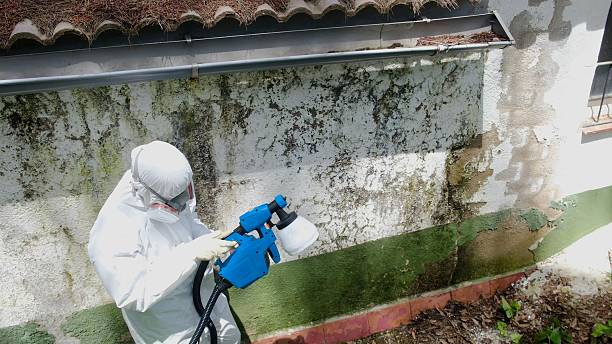 Top rated local Mold Remediation specialists in Sumner, WA